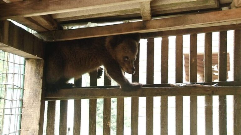 Ведмежа з Прикарпаття оселилося в Національному природничому парку “Синевир” (ФОТО)