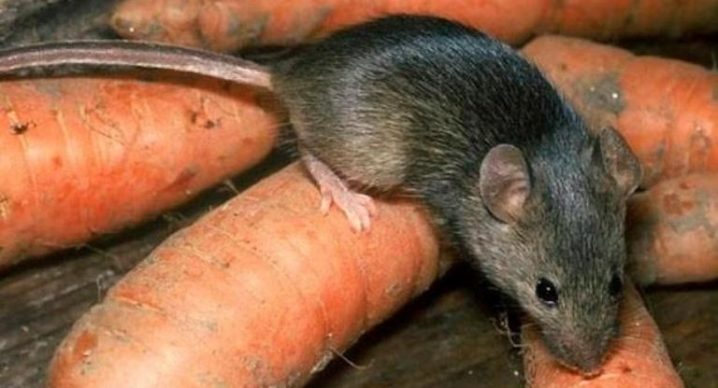 Як уберегтися від лептоспірозу. Поради прикарпатських фахівців