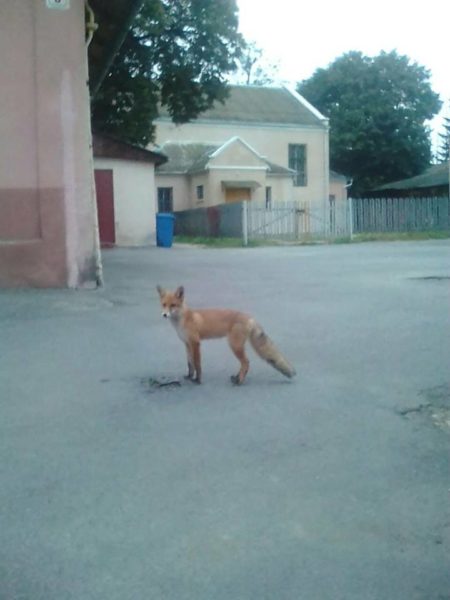 Середмістям Коломиї гуляв хижий звір (ФОТО)