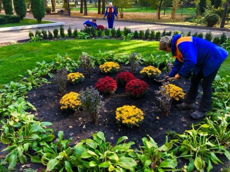 У міському парку висадили десятки кущів хризантем (ФОТО)
