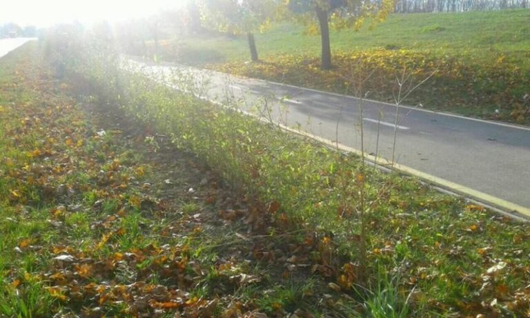 4500 кущів бірючини висадять на Набережній на зоні велодоріжки (ФОТО)