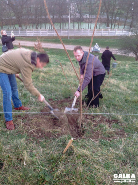 У селі на Прикарпатті висадили алею “ненародженої дитини” (ФОТО)