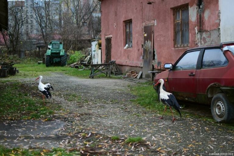 Лелеки, змії та крокодил: Марцінків проінспектував екологічну станцію для дітей (ФОТО)