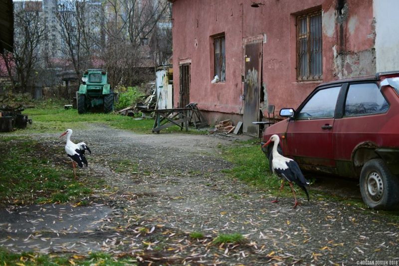 Лелеки, змії та крокодил: Марцінків проінспектував екологічну станцію для дітей (ФОТО)
