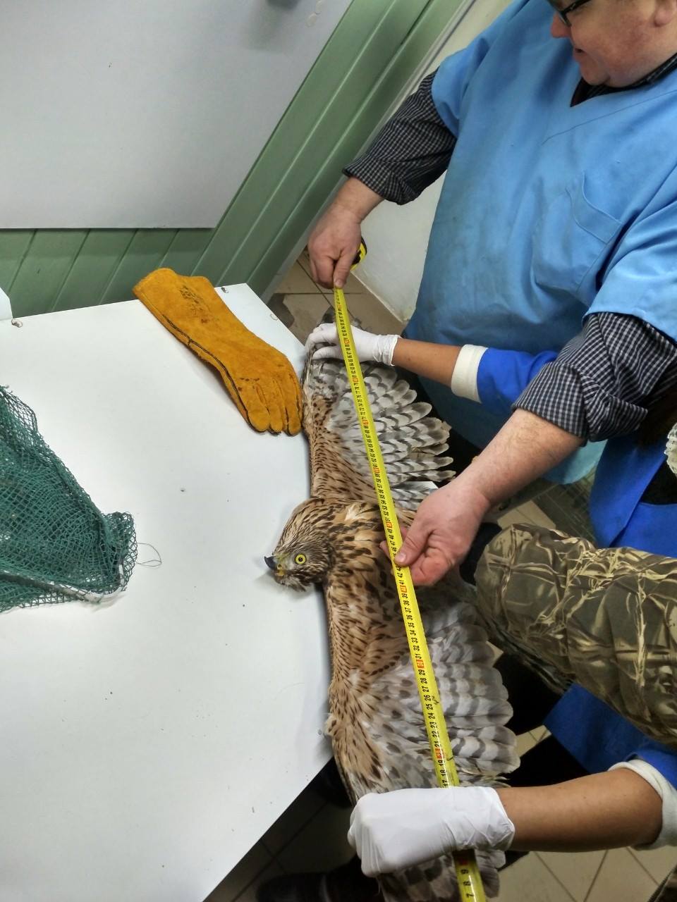 На Прикарпатті знайшли фінського яструба, він знесилений і потребує реабілітації (ФОТО)