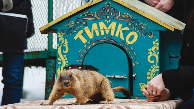 Якою буде весна та хто переможе в “Грі престолів” – пророцтва бабака-віщуна