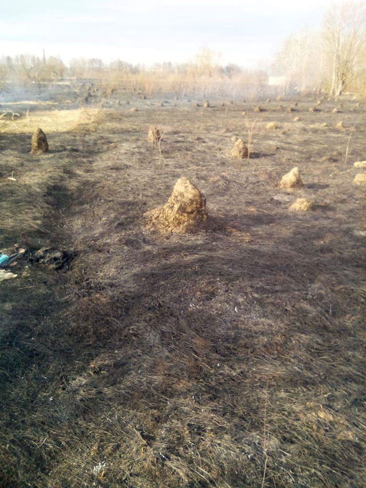 У Хриплині рятувальники сім годин гасили масштабну пожежу сухої трави (ФОТОФАКТ)