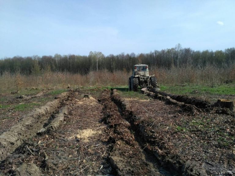 На Прикарпатті стартував сезон посадки лісу (ФОТО)
