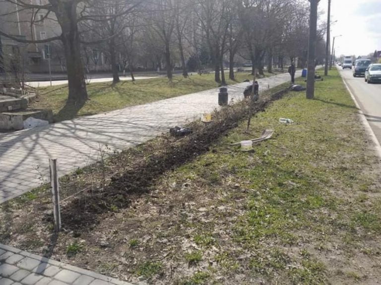 Вздовж велодоріжки на Набережній висадили понад три тисячі кущів (ФОТО,ВІДЕО)