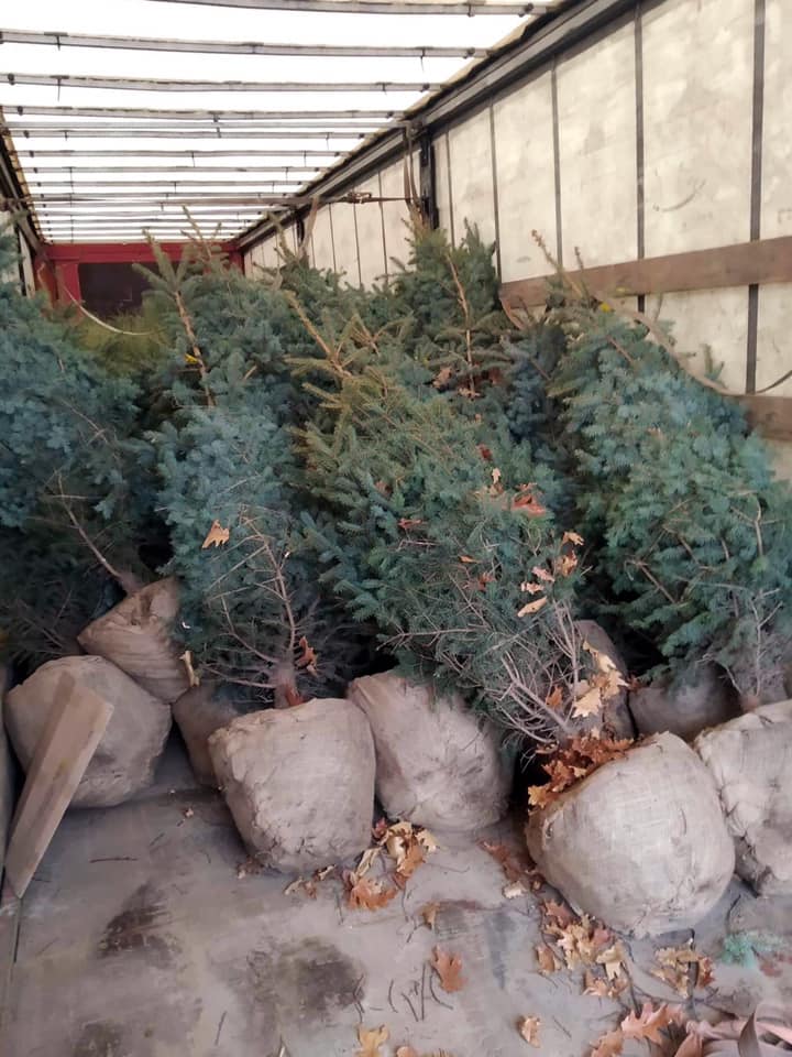 Франківські комунальники продовжують озеленювати місто: посадять ще 600 дерев і сто кущів (ФОТО)