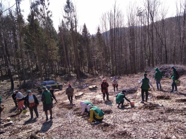 Майже три тисячі саджанців хвойних дерев висадили на Болехівщині