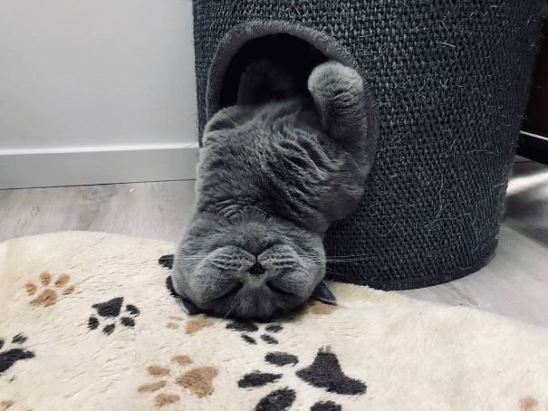 Епічні фото котів, які заснули у дивних місцях