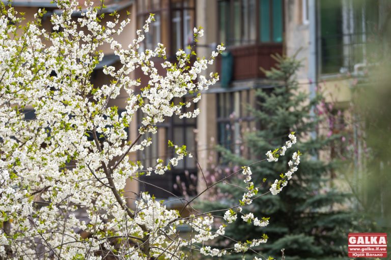 Містян кличуть позмагатись у конкурсі на найкращий дворик Франківська (УМОВИ)