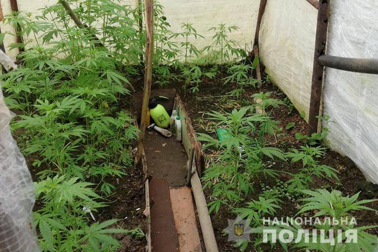 У Калуші чоловік вирощував у теплиці коноплю (ФОТО)