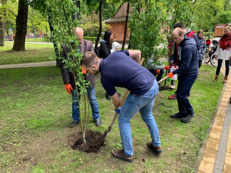 “Сонячна алея”. У міському парку посадили дерева лабурнума (ФОТО)
