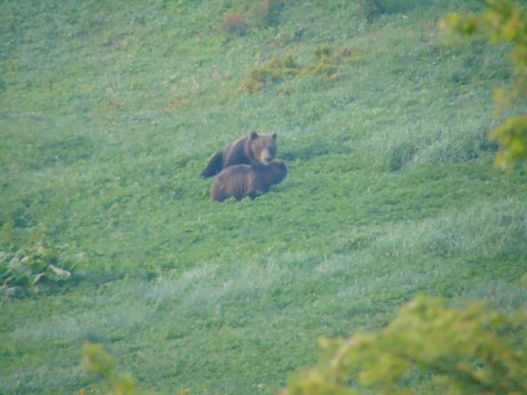 Унікальні кадри пари ведмедів зробили у Верховинському нацпарку (ФОТО)