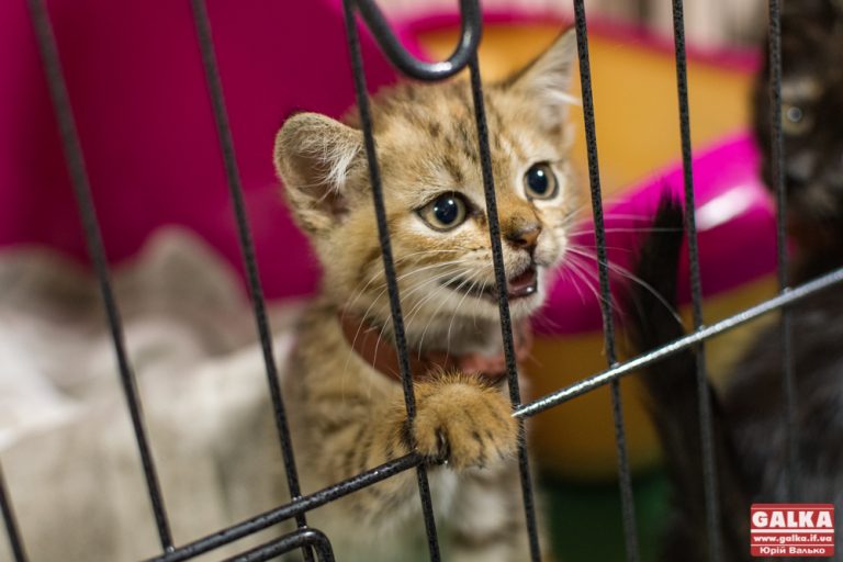 Прикарпатка зламала мітлу об сусідку, коти якої постійно просили їсти