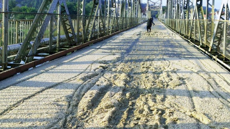 Комахи окупували пішохідний міст через Дністер у Галичі (ФОТО)
