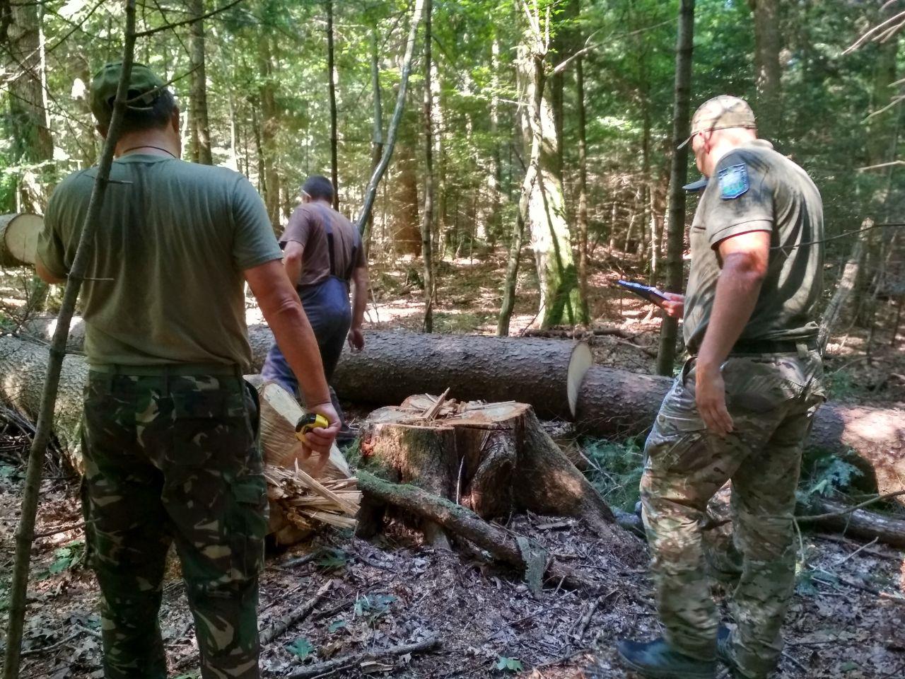 Держекоінспекція зловила працівників НПП “Гуцульщина” на незаконній рубці (ФОТО, ВІДЕО)
