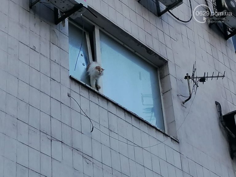 Калуські рятувальники допомагали кішці, яка застрягла у відчиненому вікні