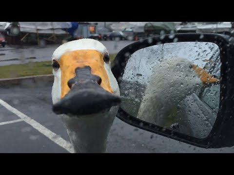 В Івано-Франківську МАРСіани ганялися за лебедем
