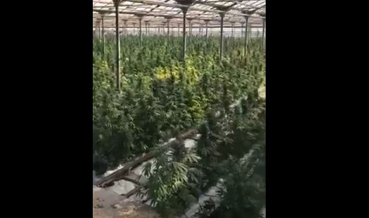 Тисячі кущів у парниках та сотні кілограмів подрібненої марихуани виявили у селі на Косівщині (ВІДЕО, ФОТО)