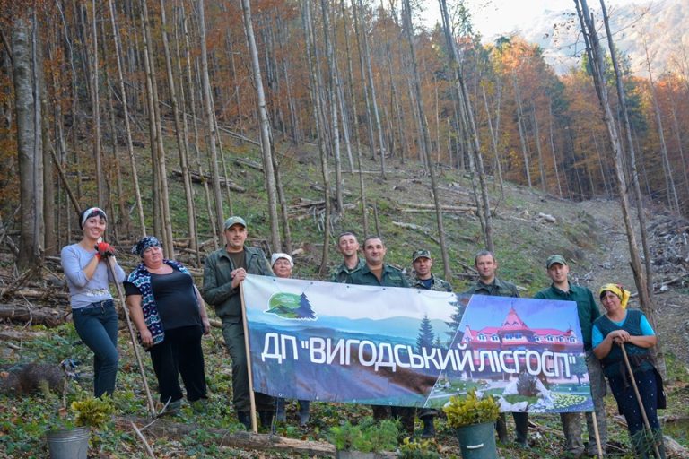 У Вигодському лісгоспі висадили дерева на місця суцільної рубки (ФОТО)