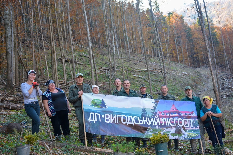У Вигодському лісгоспі висадили дерева на місця суцільної рубки (ФОТО)