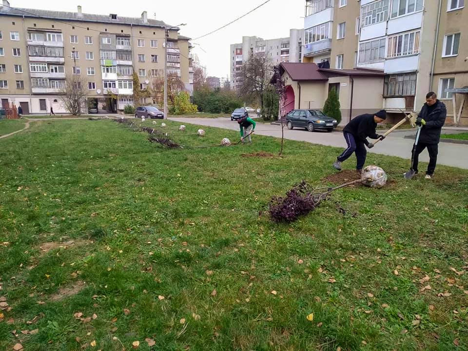 Цієї осені в місті висадять понад 300 дерев та дві тисячі кущів (ФОТО)