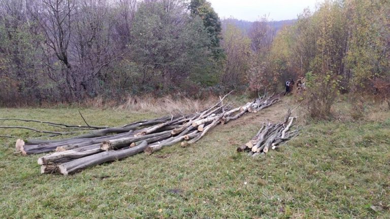 На Косівщині чоловік незаконно рубав ліс (ФОТО)