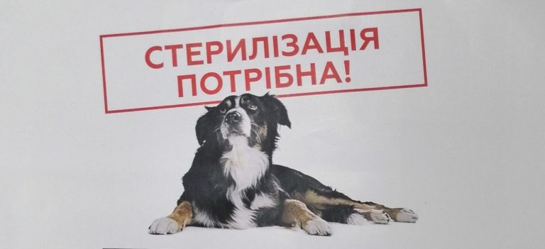 Волонтери закликають франківців стерилізувати домашніх улюбленців (ФОТО)
