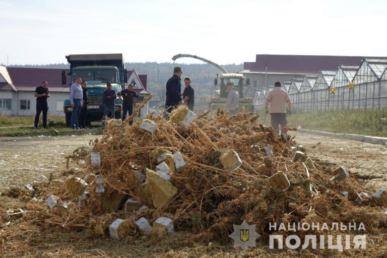 Поліціянти знищили виявлену на Косівщині рекордну плантацію коноплі (ФОТО, ВІДЕО, ОНОВЛЕНО)