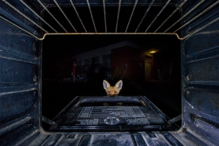 Рись, що зачаїлася, та перегони сурикатів. Оголошені найкращі фотографи дикої природи в Європі (ФОТО)