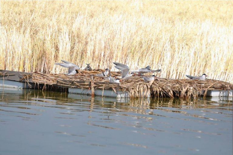 На Бурштинському “морі” створять штучний острів для птахів – прикарпатців кличуть допомогти
