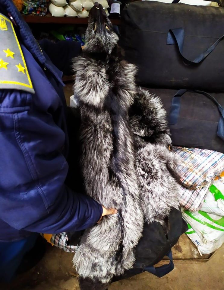 Прикарпатець хотів незаконно ввезти з Польщі 120 шкурок песця (ФОТО)