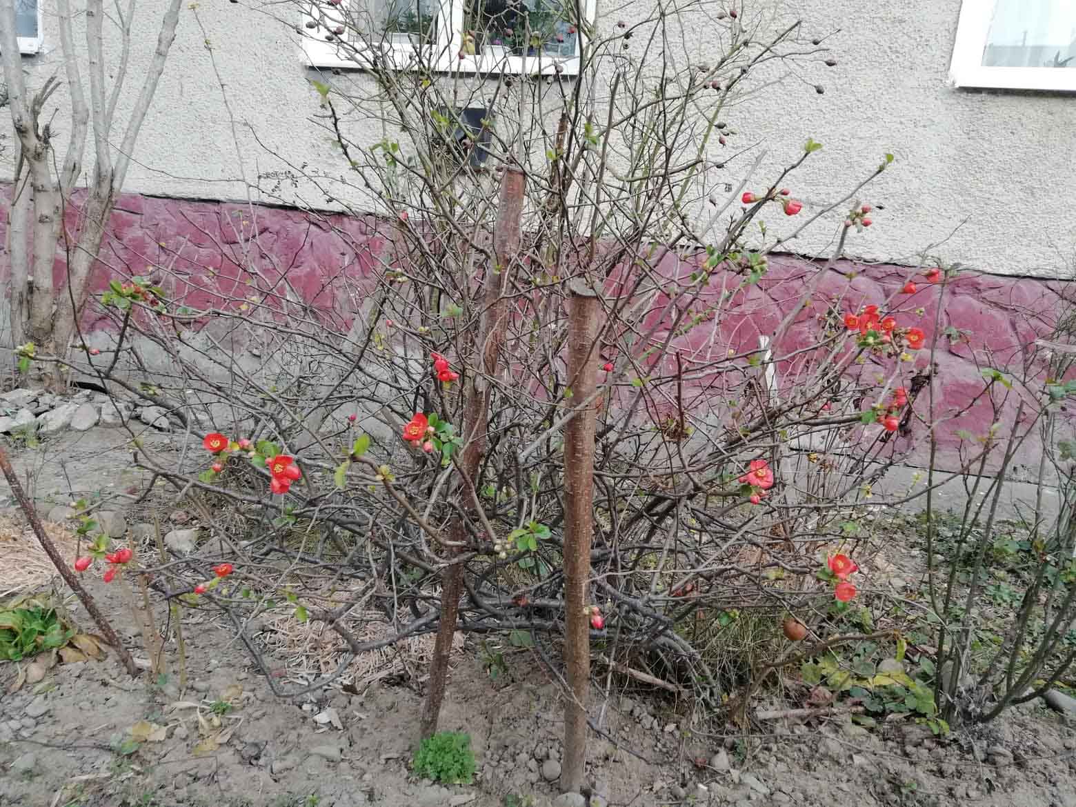 У Долині деревце “переплутало” зиму з весною і зацвіло (ФОТОФАКТ)