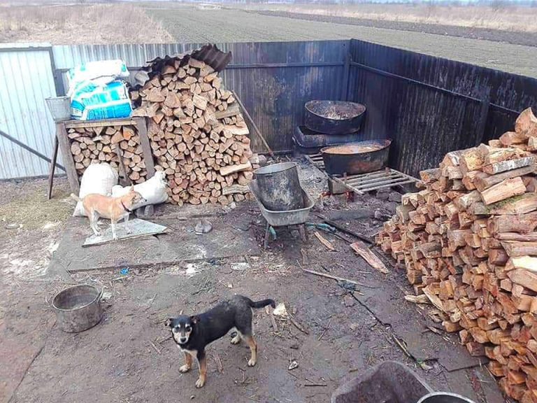 “Дім Сірка” просить допомогти з дровами, аби готувати їжу для собак