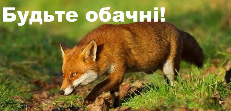 У Долинському районі у лисиці і домашнього кота виявили сказ та ввели карантин