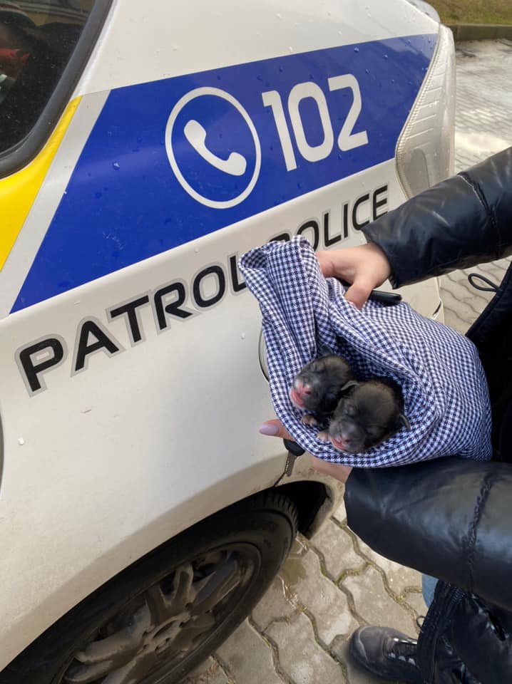 У Франківську невідомі викинули в смітник цуценят у пакеті з водою. Небайдужі шукають свідків (ФОТО)