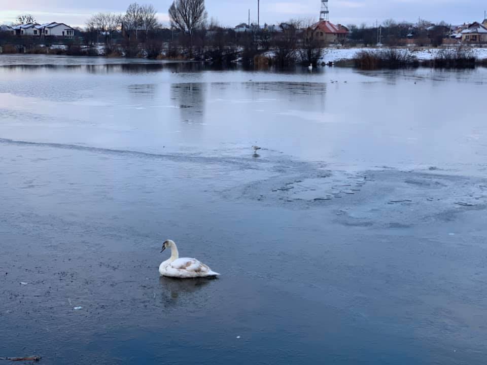 На Німецькому озері рятують примерзлого до криги лебедя (ФОТО)