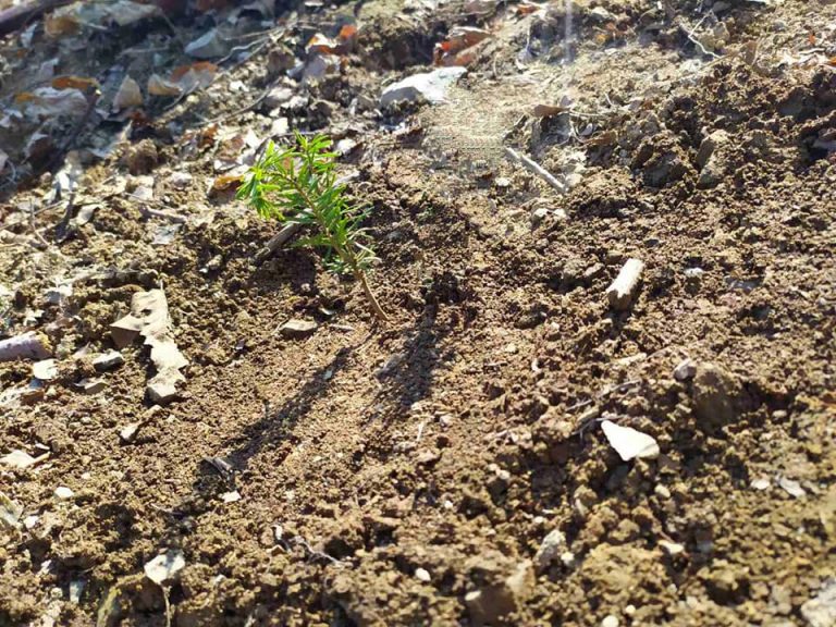 Протягом весни прикарпатські лісівники планують створити майже 600 гектарів молодих лісів