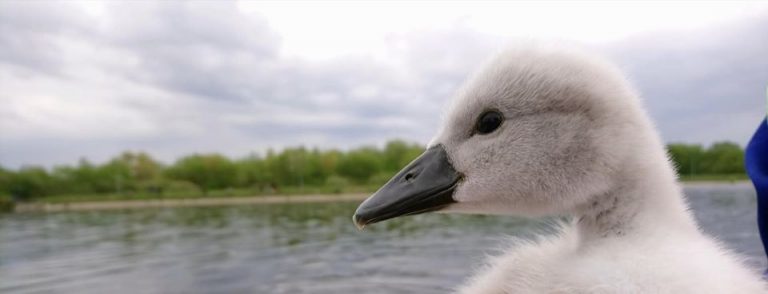 На Німецькому озері врятували пташеня лебедя (ФОТО)