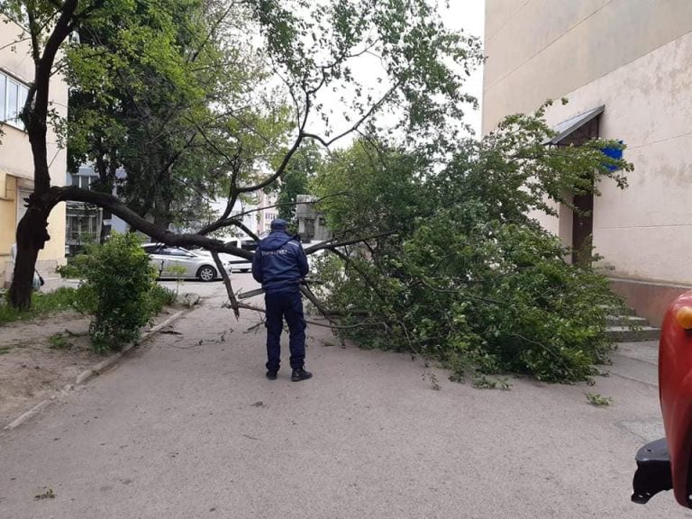 Потужний вітер на кількох вулицях Івано-Франківська повалив дерева (ФОТО)