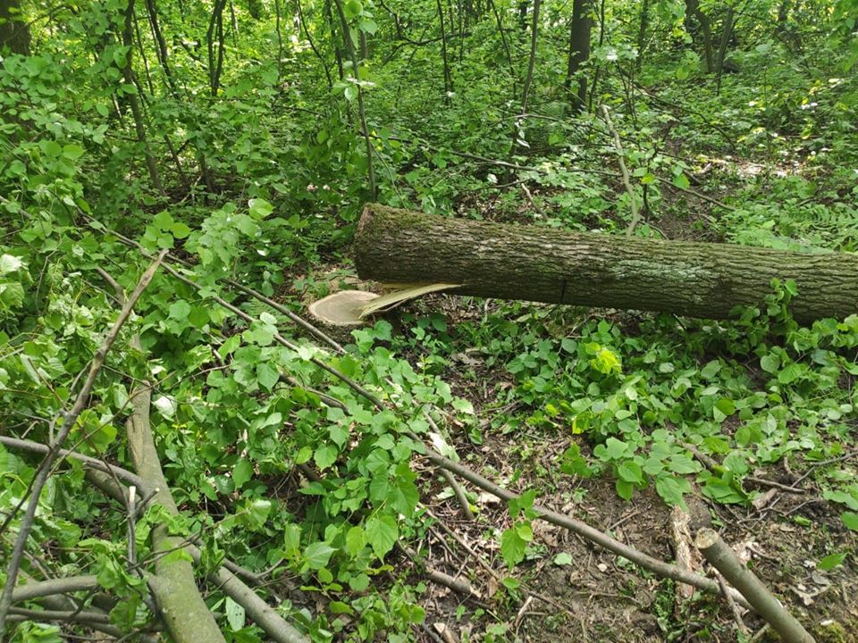 У Галицькому районі спіймали 5 осіб, які крали ліс (ФОТО)