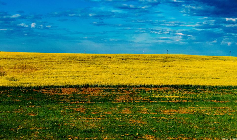 Довкола Франківська рясно квітнуть поля з ріпаком (ГАРНІ ФОТО)