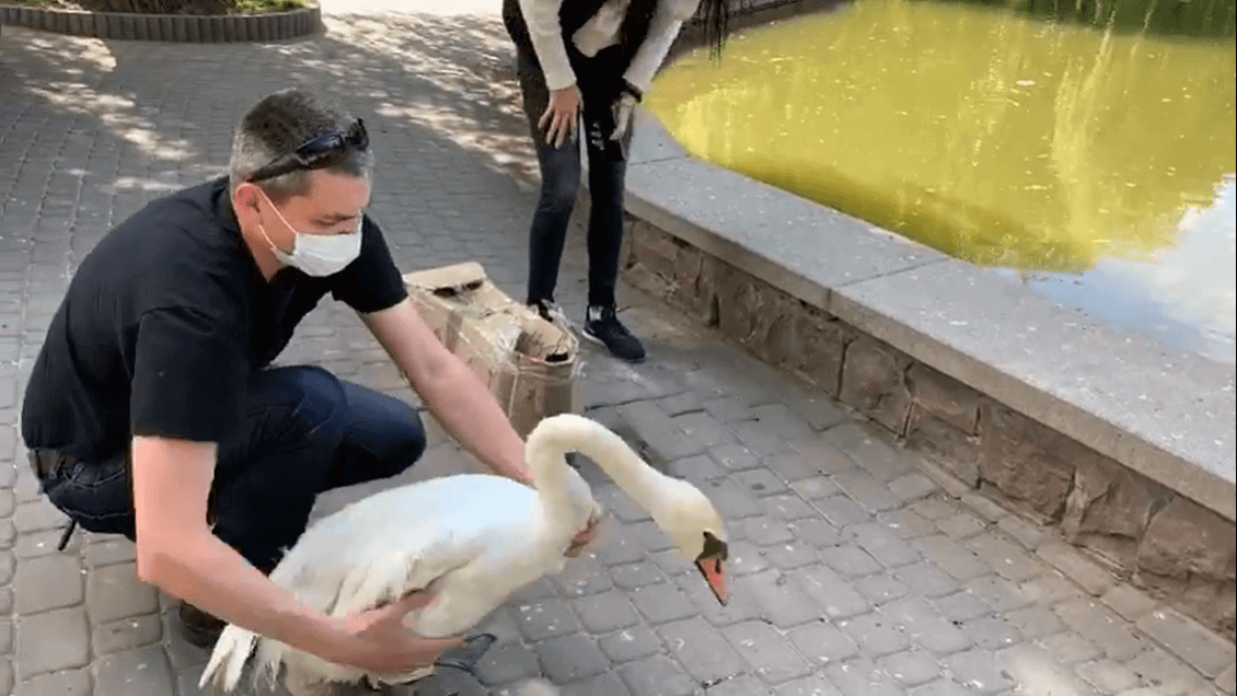 У міському парку новий мешканець – безкрилий лебідь (ВІДЕО)
