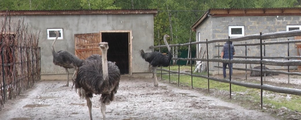 На Прикарпатті атовець з родиною відкрив страусину ферму