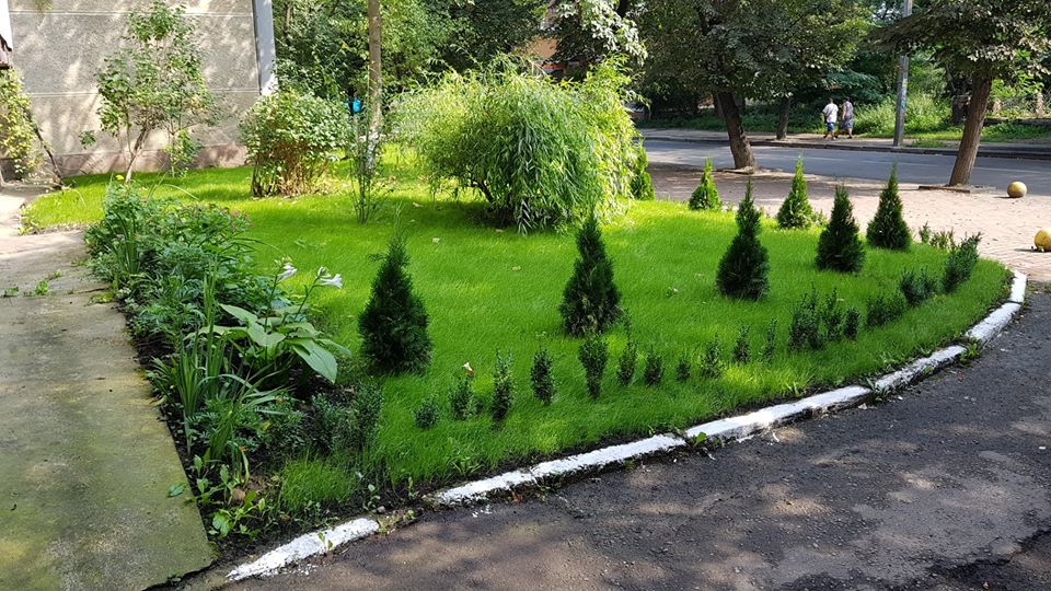 У Франківську невідомі поцупили 10 “комунальних” туй (ФОТО)