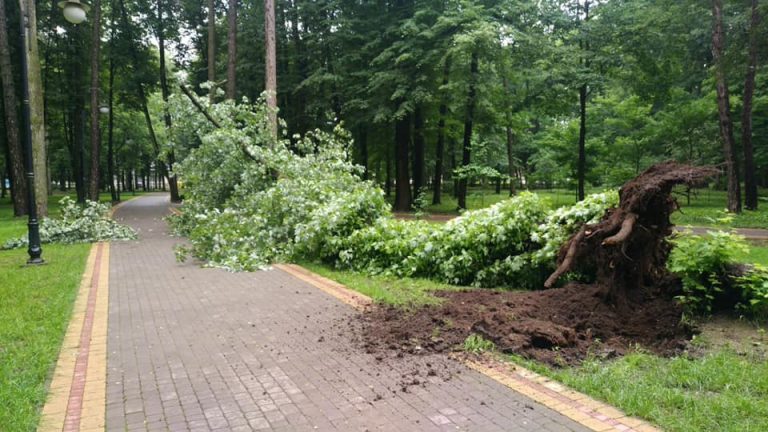 У парку Шевченка негода “повалила” 95-річний клен (ФОТО)