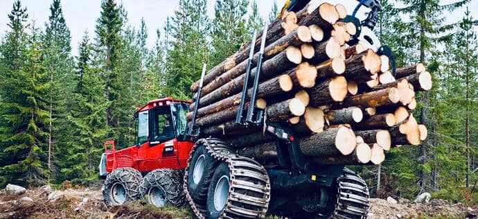 Вирубка лісу: на Прикарпатті порушники завдали збитків на понад 600 тисяч гривень